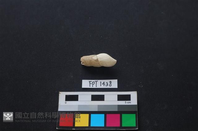 貝殼藏品圖，第2張