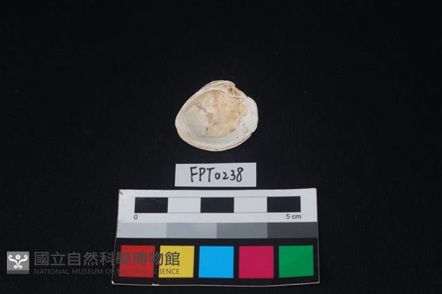 貝殼藏品圖，第2張