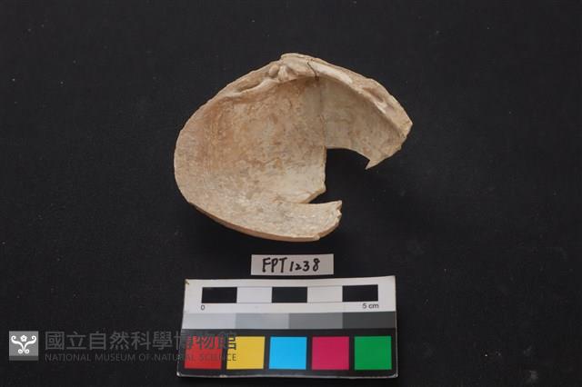 貝殼藏品圖，第2張