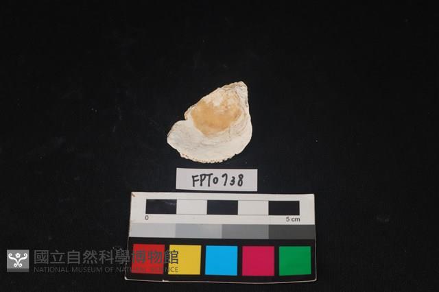 貝殼藏品圖，第2張