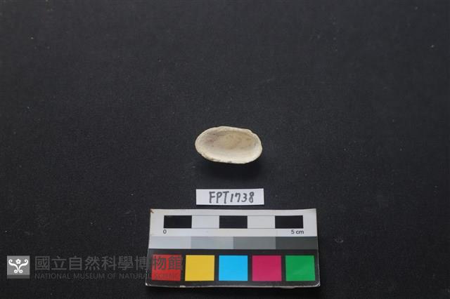 貝殼藏品圖，第2張