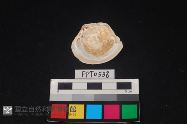 貝殼藏品圖，第2張