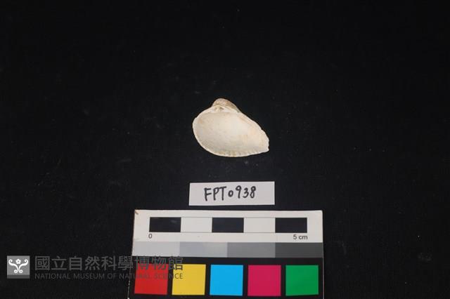 貝殼藏品圖，第2張