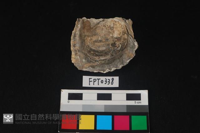 貝殼藏品圖，第2張