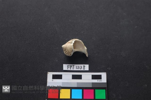 貝殼藏品圖，第2張