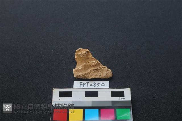 鹿骨藏品圖，第2張