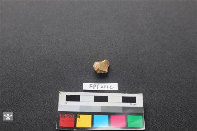 偶蹄類動物骨藏品圖，第2張