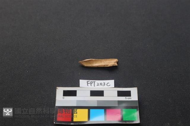 偶蹄類動物骨藏品圖，第2張