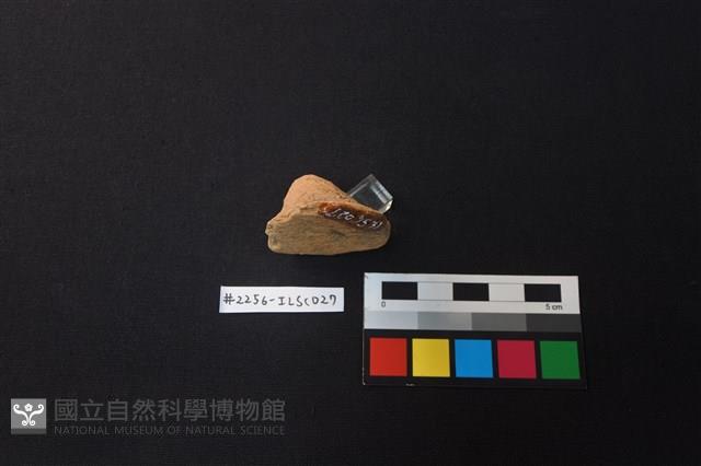 陶片藏品圖，第2張