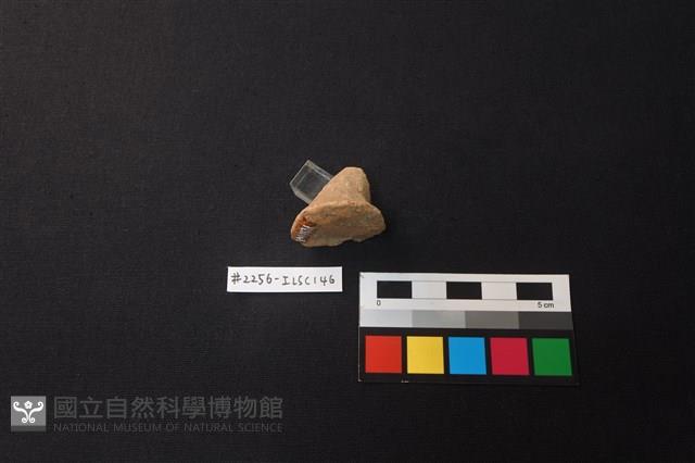 陶片藏品圖，第2張