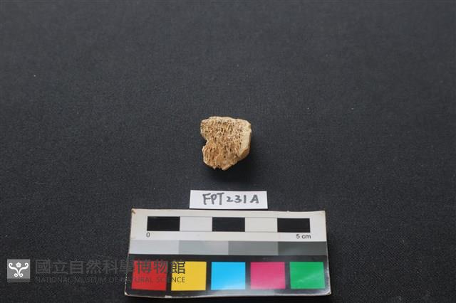 偶蹄類動物骨藏品圖，第1張