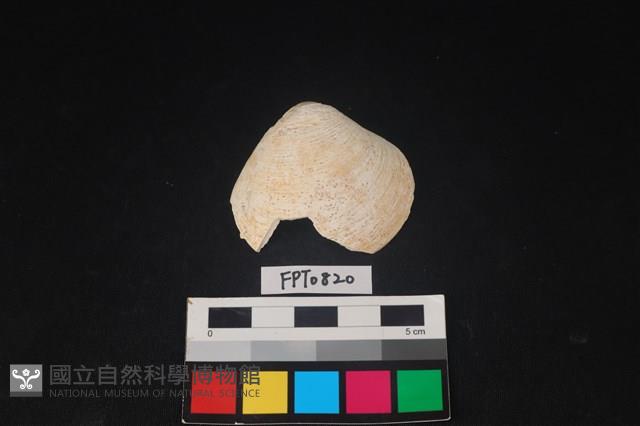 貝殼藏品圖，第1張