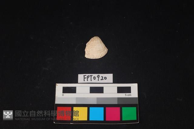 貝殼藏品圖，第1張