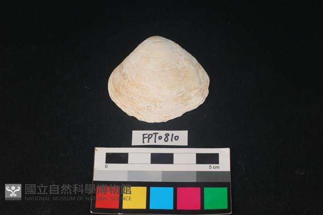 貝殼藏品圖，第1張