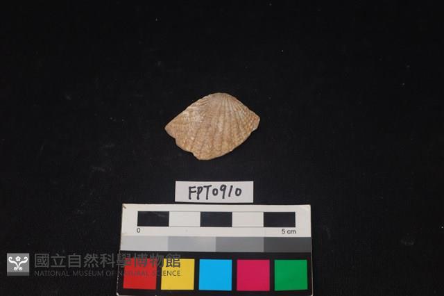 貝殼藏品圖，第1張