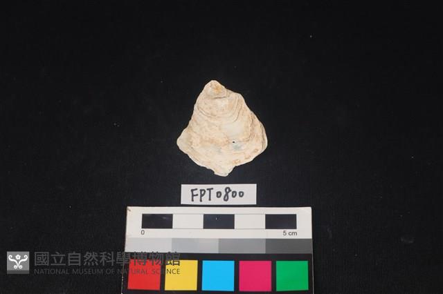 貝殼藏品圖，第1張