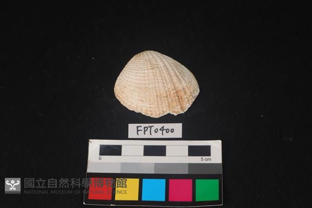 貝殼藏品圖，第1張