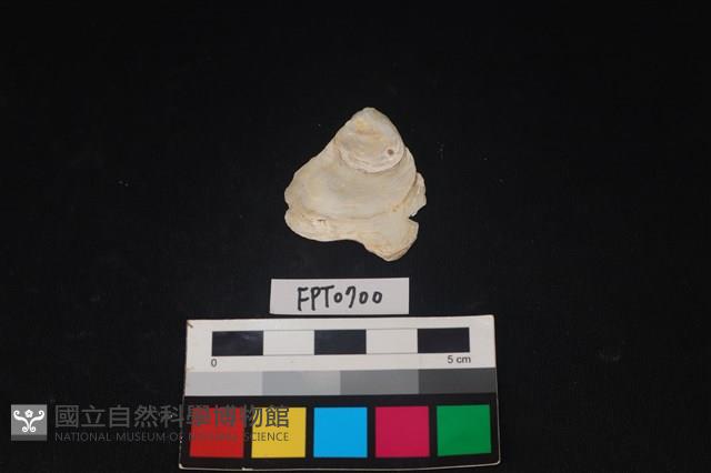 貝殼藏品圖，第1張