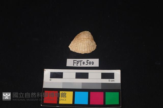 貝殼藏品圖，第1張