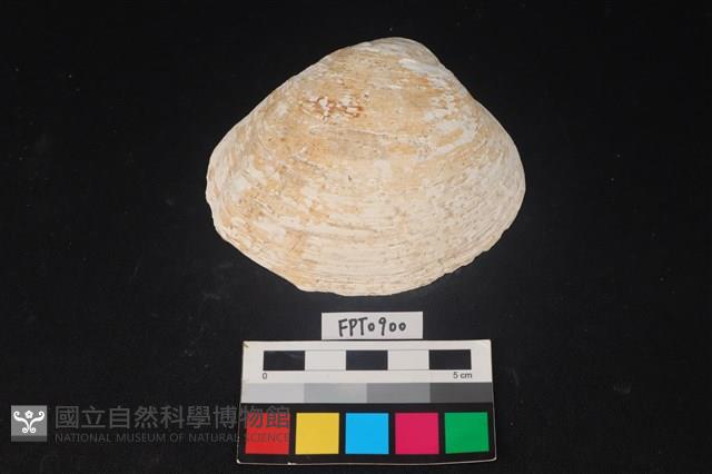貝殼藏品圖，第1張