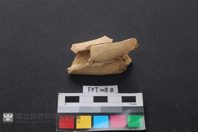 偶蹄類動物骨藏品圖，第1張