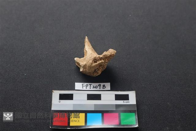 偶蹄類動物骨藏品圖，第1張