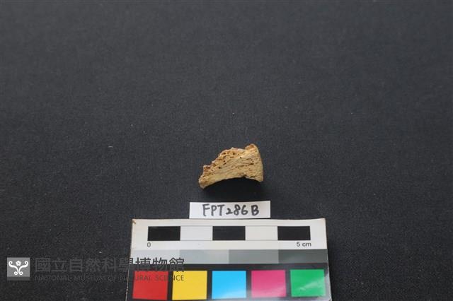 鹿骨藏品圖，第1張