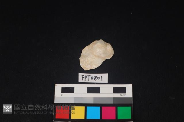貝殼藏品圖，第1張