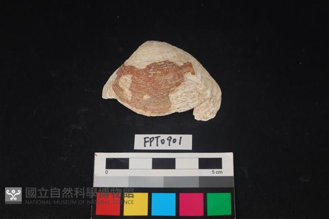 貝殼藏品圖，第1張