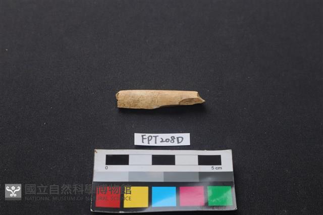 偶蹄類動物骨藏品圖，第1張