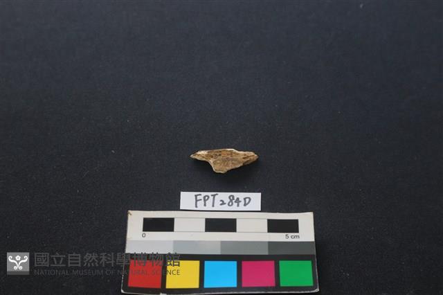 偶蹄類動物骨藏品圖，第1張