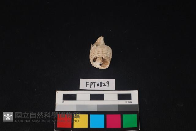 貝殼藏品圖，第1張
