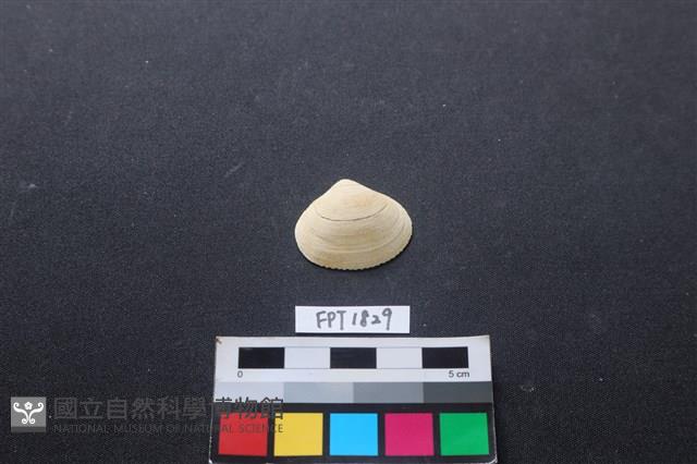 貝殼藏品圖，第1張