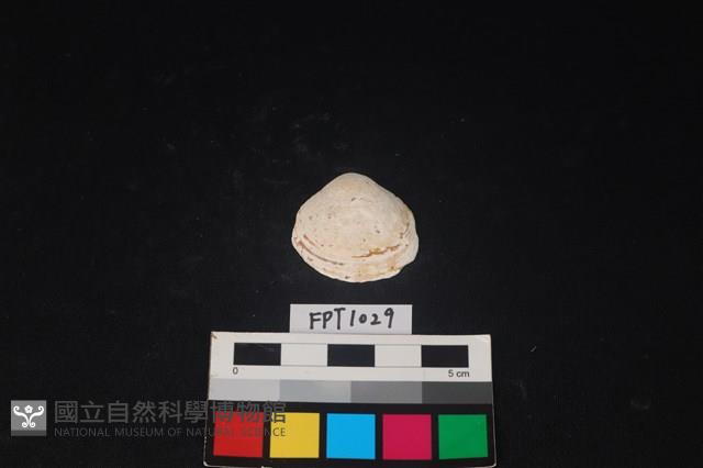 貝殼藏品圖，第1張