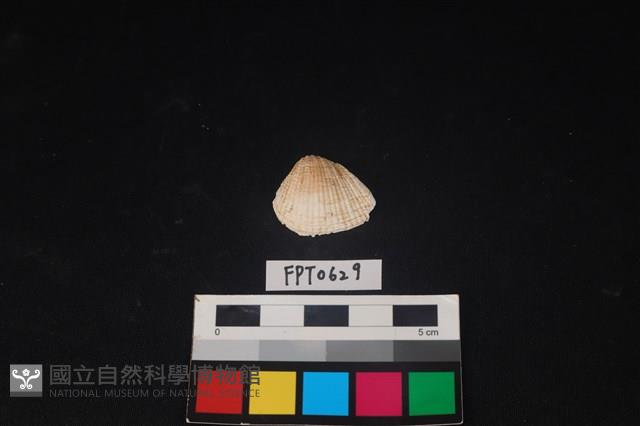 貝殼藏品圖，第1張