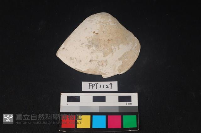 貝殼藏品圖，第1張