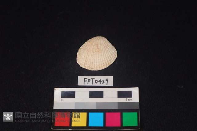 貝殼藏品圖，第1張