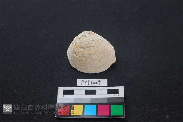 貝殼藏品圖，第1張