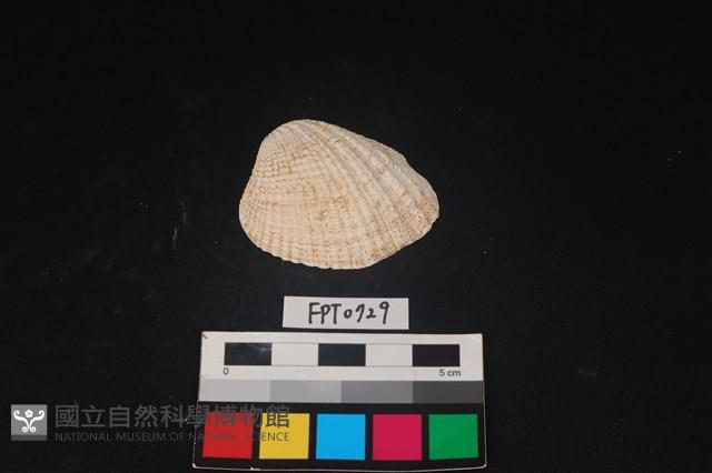 貝殼藏品圖，第1張