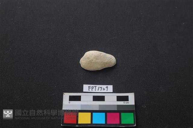 貝殼藏品圖，第1張