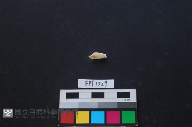 貝殼藏品圖，第1張