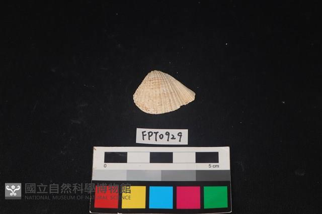 貝殼藏品圖，第1張