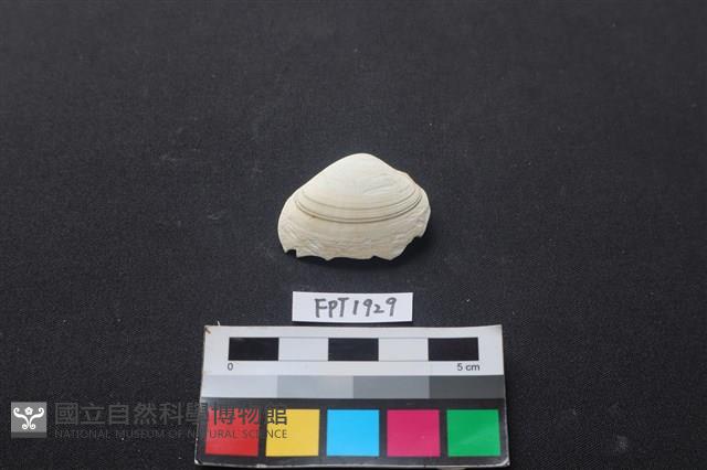 貝殼藏品圖，第1張