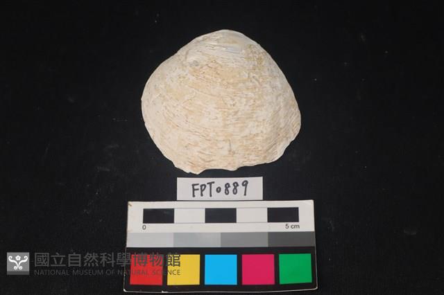 貝殼藏品圖，第1張