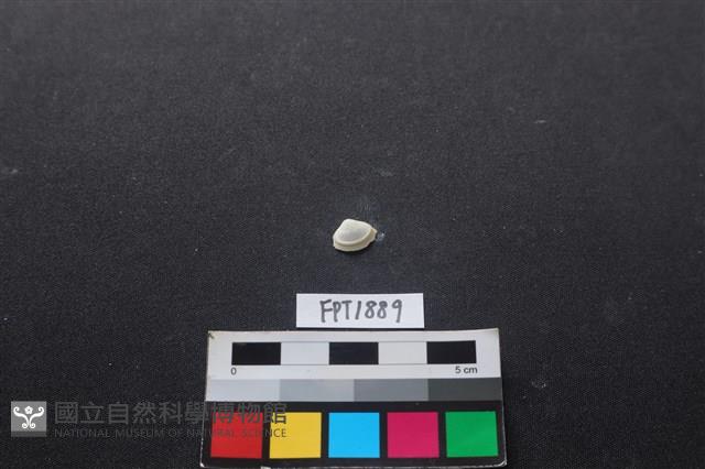 貝殼藏品圖，第1張