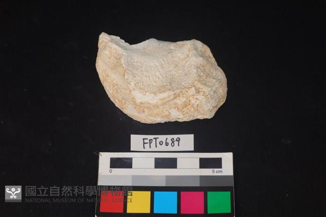 貝殼藏品圖，第1張