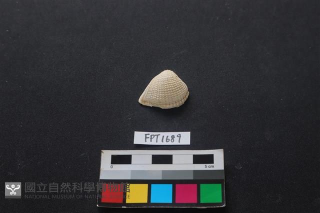 貝殼藏品圖，第1張