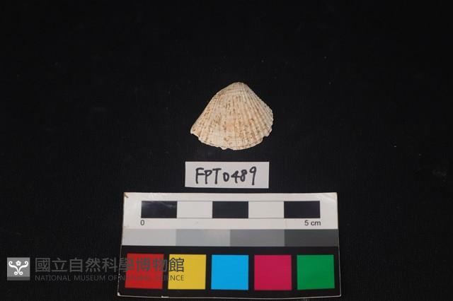 貝殼藏品圖，第1張