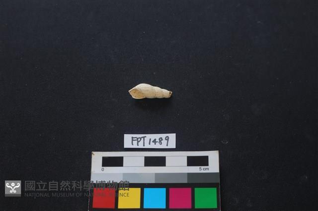 貝殼藏品圖，第1張