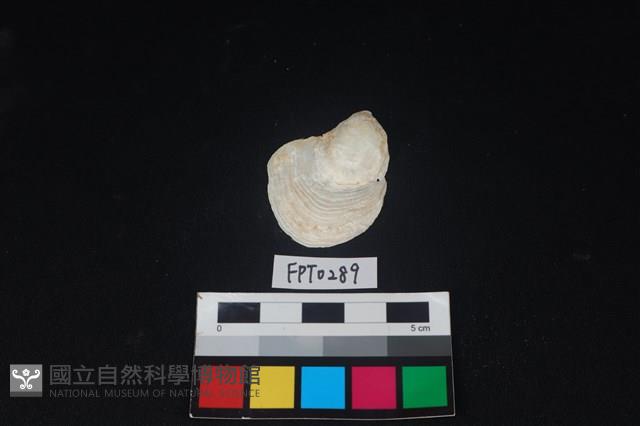 貝殼藏品圖，第1張